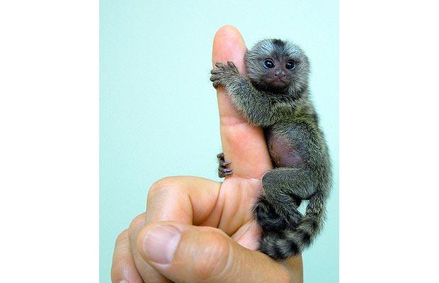 Tiny Tiny Tiny Tiny