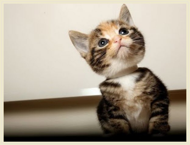 Pick Me! Pick Me!